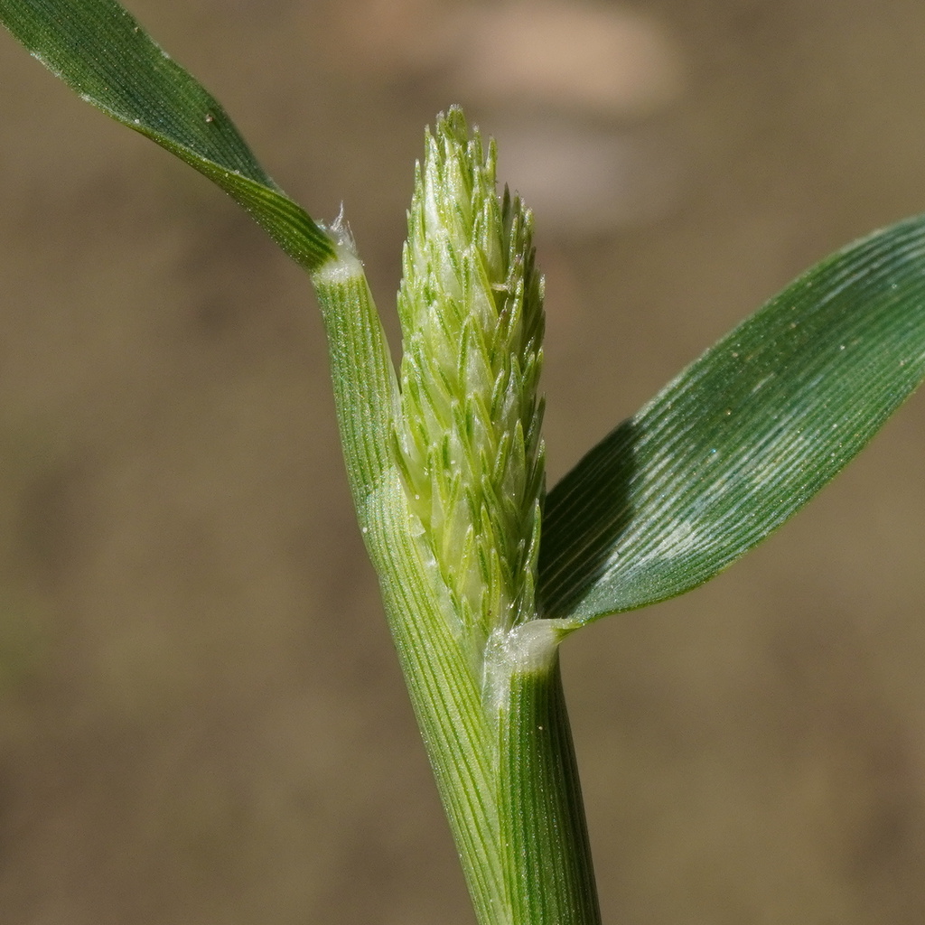 Sporobolus alopecuroides (Foxtail prickle grass), non-native California grass