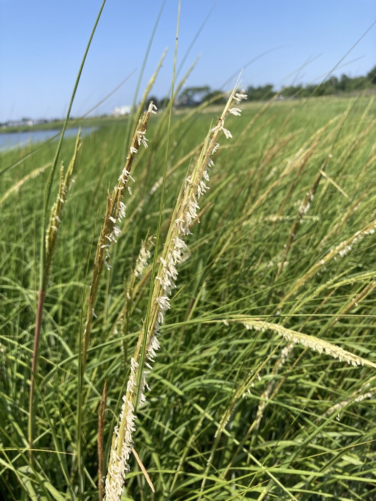 Sporobolus alterniflorus (Salt-water cord grass), non-native California grass