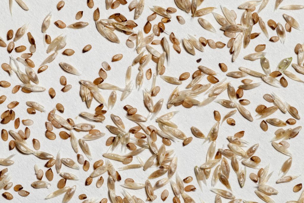 Sporobolus contractus (Spike dropseed), native California grass