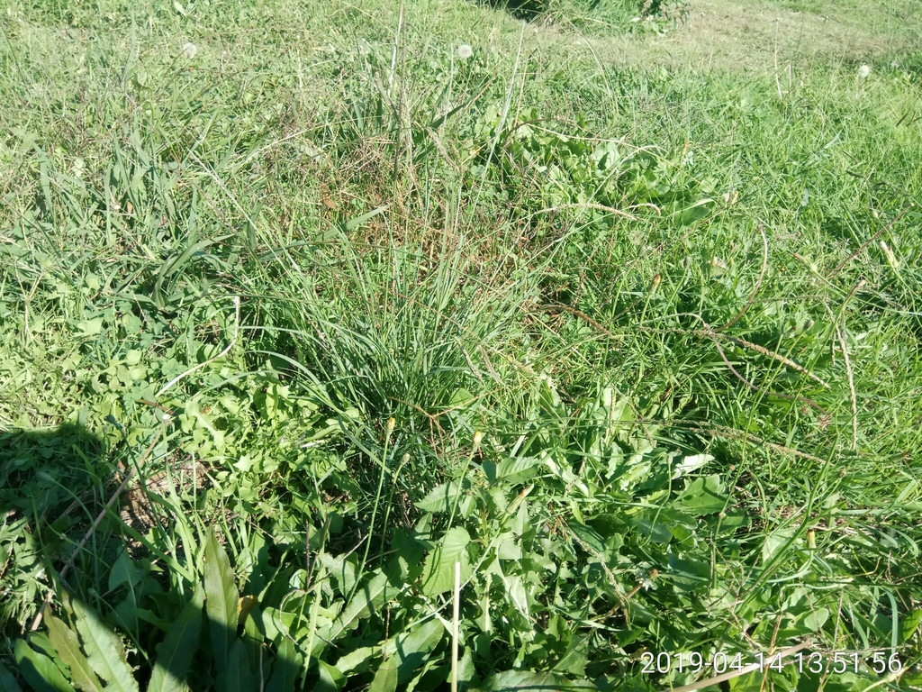 Sporobolus creber (Slender rat's-tail grass), California grass