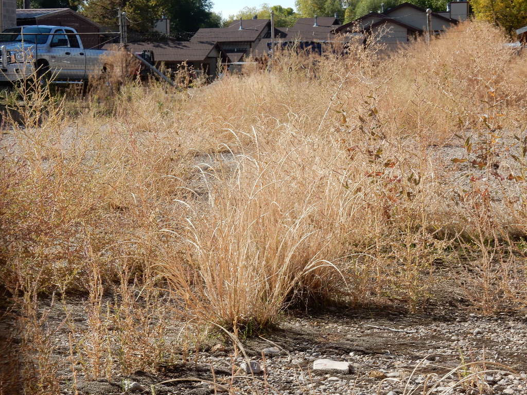 Sporobolus cryptandrus (Sand dropseed), native California grass