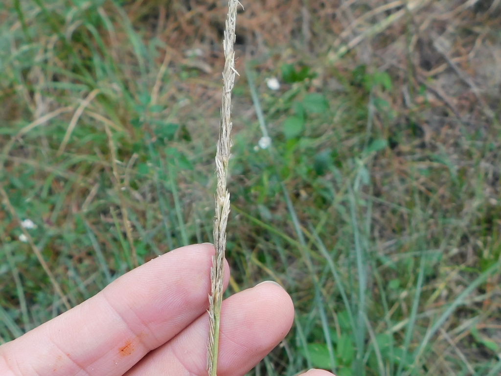 Sporobolus densiflorus (Dense-flowered cord grass), non-native California grass