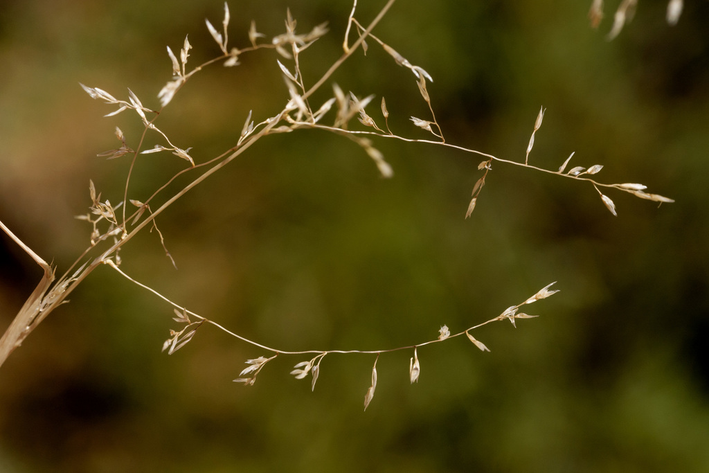 Sporobolus flexuosus (Mesa dropseed), native California grass