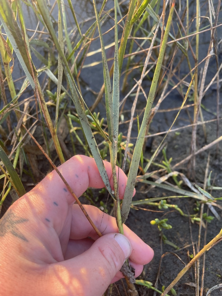 Sporobolus foliosus (California cord grass), native California grass