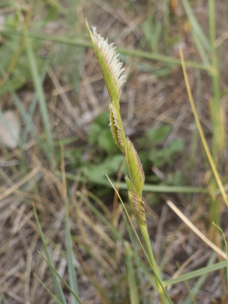 Sporobolus hookerianus (Alkali cord grass), native California grass