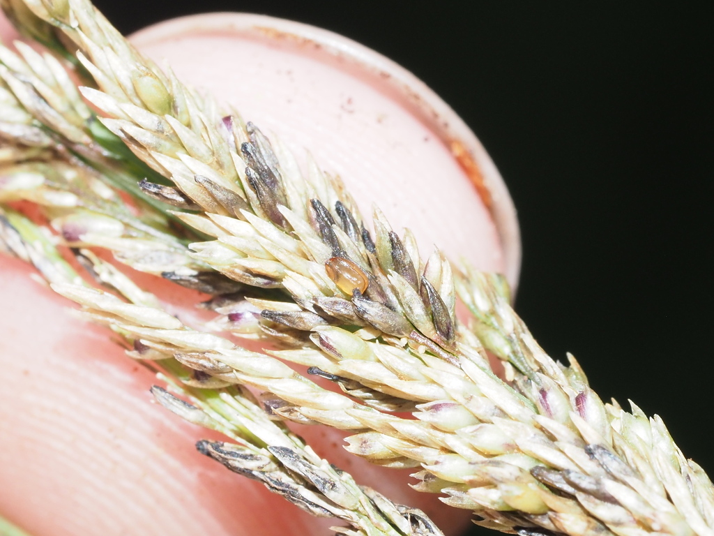 Sporobolus indicus (Smut grass), non-native California grass