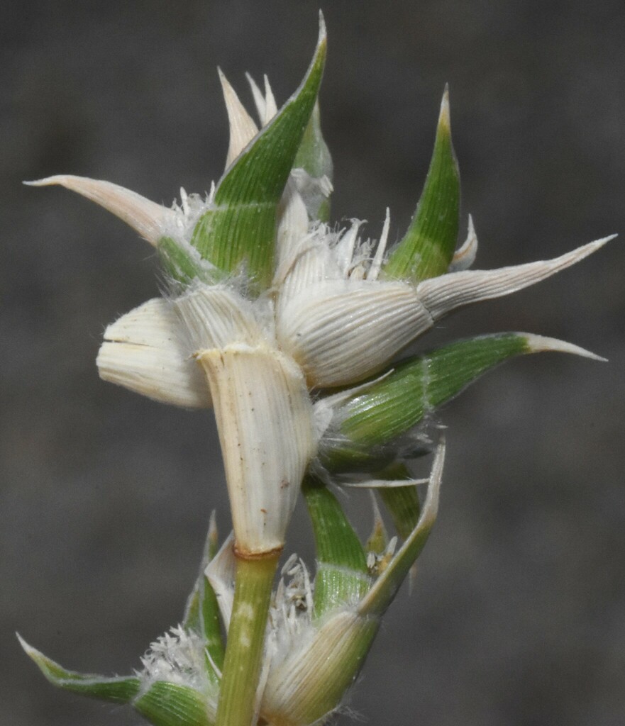 Sporobolus niliacus (Modest prickle grass), non-native California grass