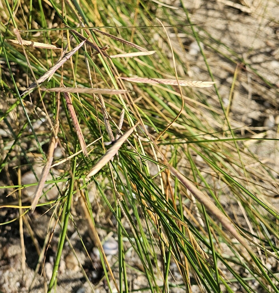 Sporobolus pumilus (Salt-meadow cord grass), non-native California grass