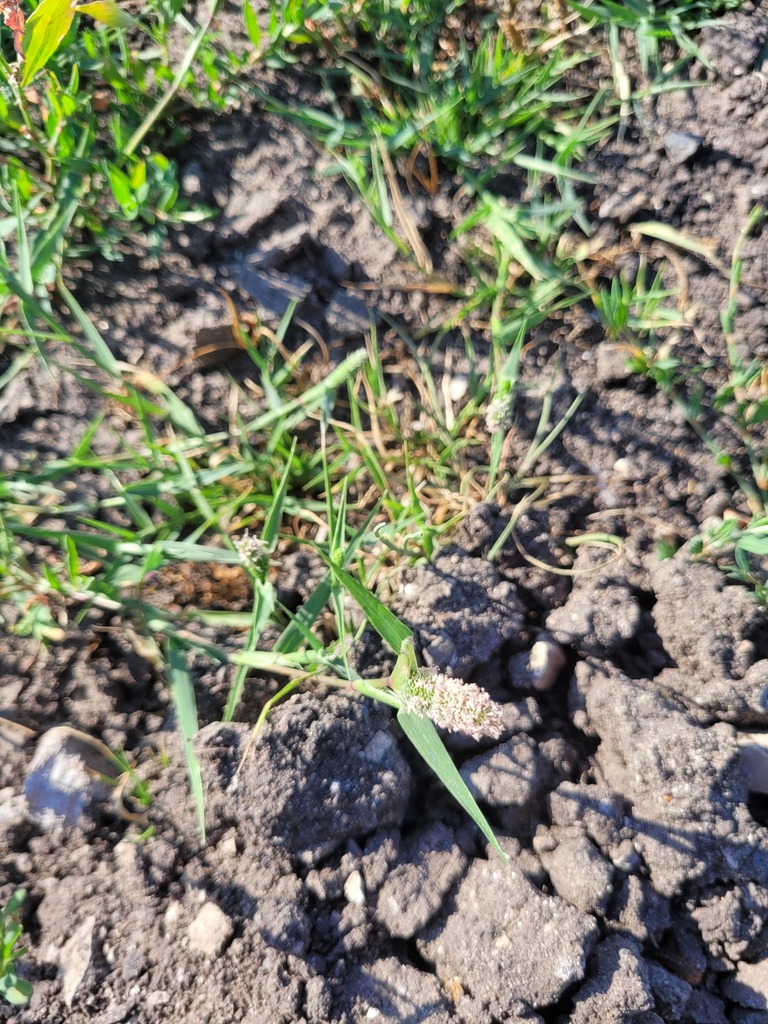 Sporobolus schoenoides (Swamp prickle grass), non-native California grass