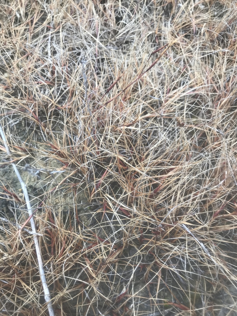 Sporobolus vaginiflorus (Poverty dropseed), non-native California grass