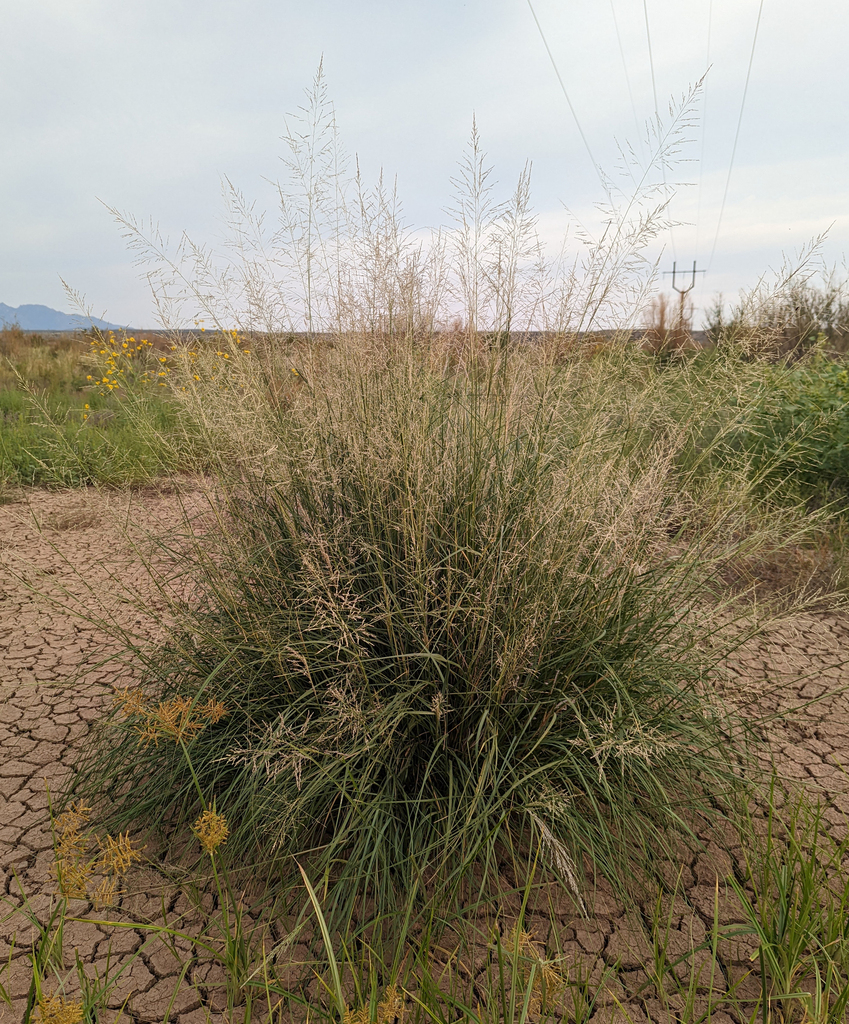 Sporobolus wrightii (Big sacaton), native California grass