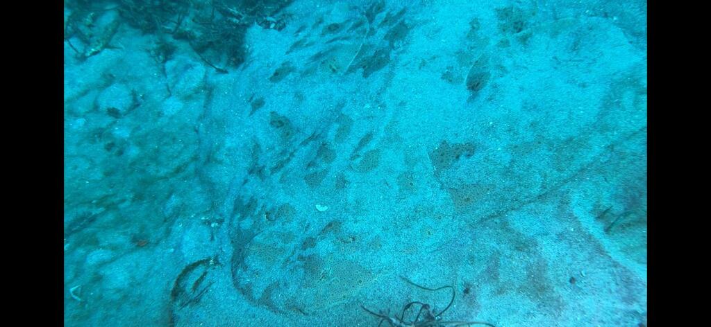 Squatina californica (Pacific Angelshark), California species