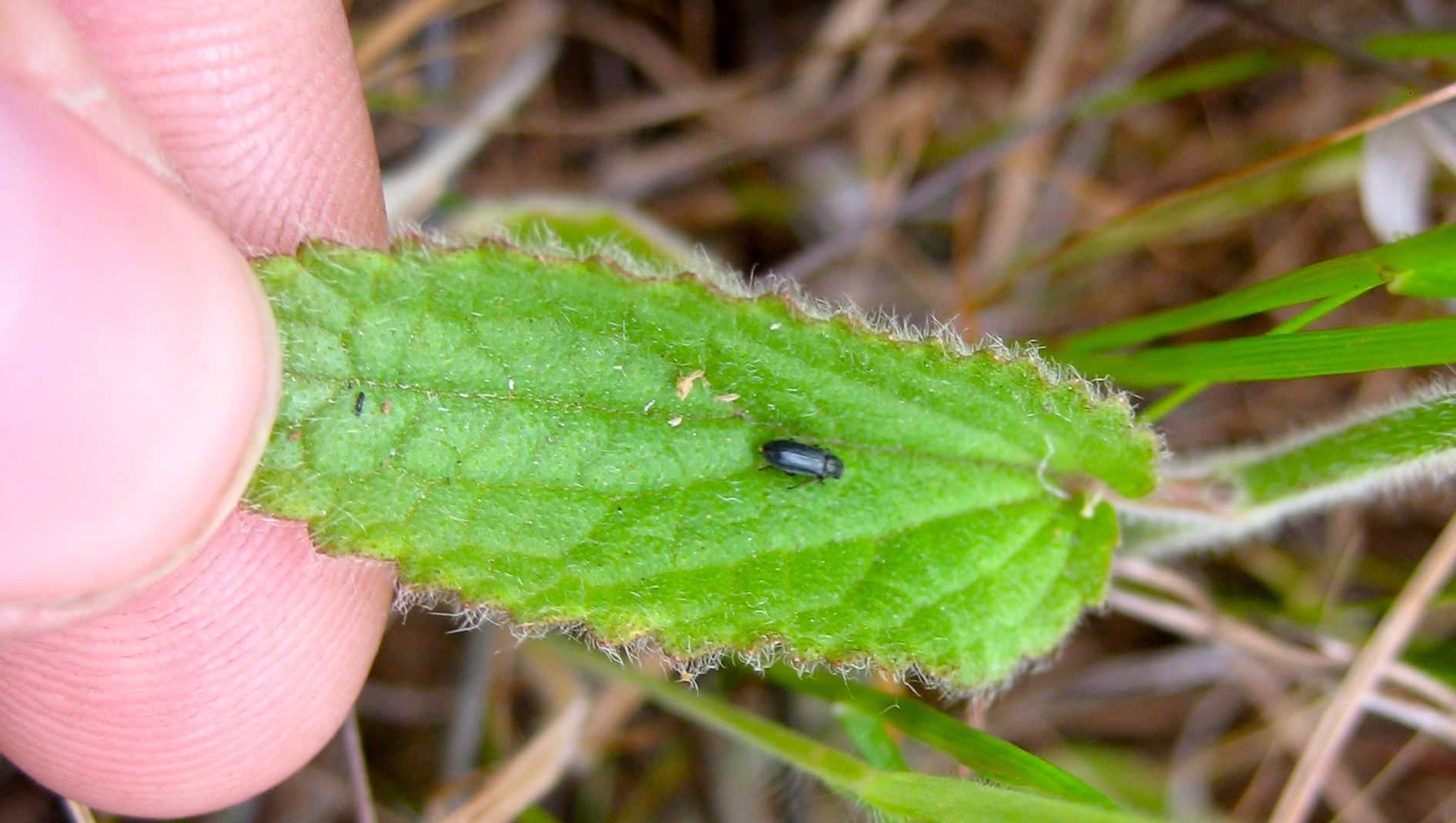 Stachys ajugoides (Ajuga hedge nettle), native California herb