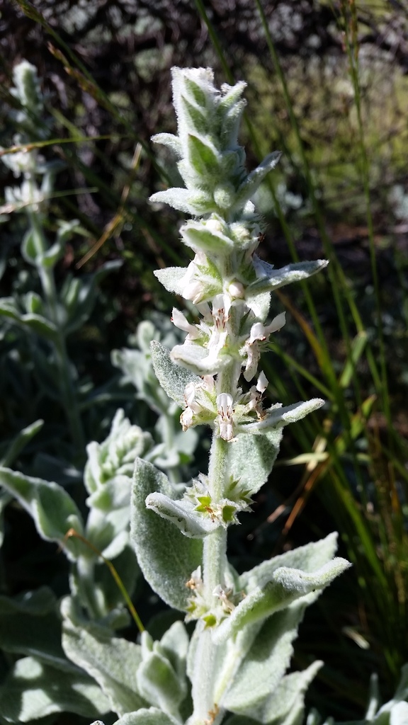 Stachys albens (Cobwebby hedge nettle), native California herb