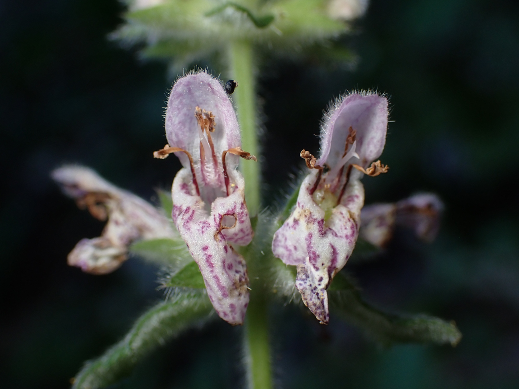 Stachys bergii (Berg's hedgenettle), native California herb