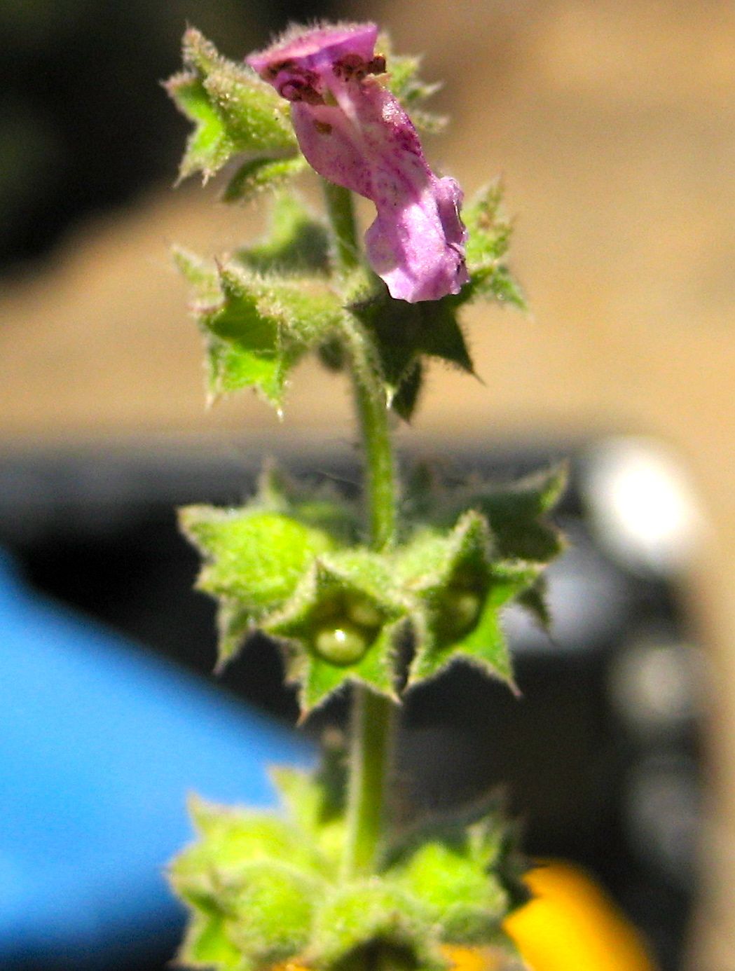 Stachys bullata (California hedge nettle), native California herb