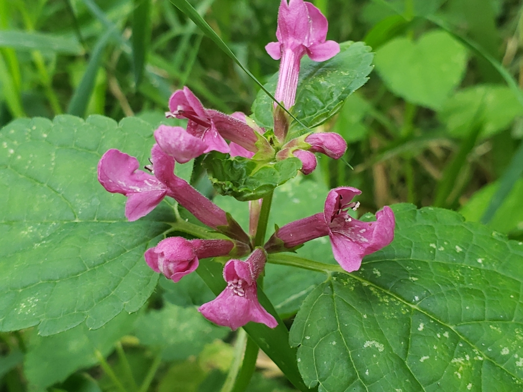 Stachys chamissonis (Coast hedge nettle), native California herb