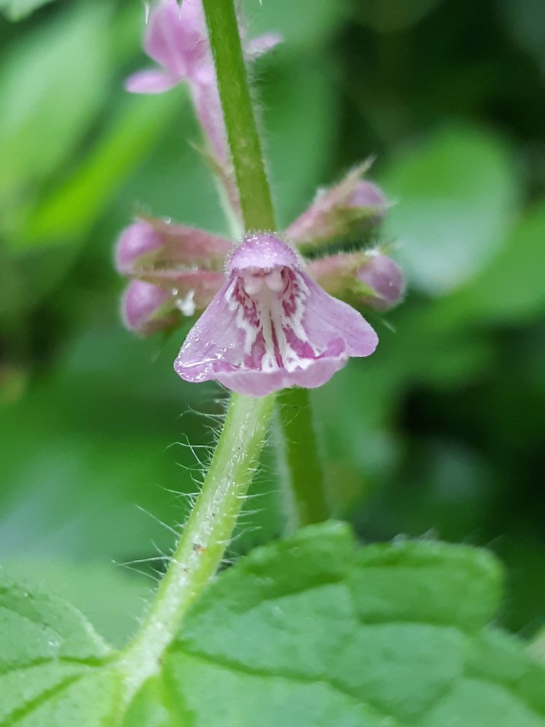 Stachys mexicana (Mexican hedgenettle), native California herb