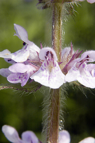 Stachys pilosa (Prairie woundwort), native California herb
