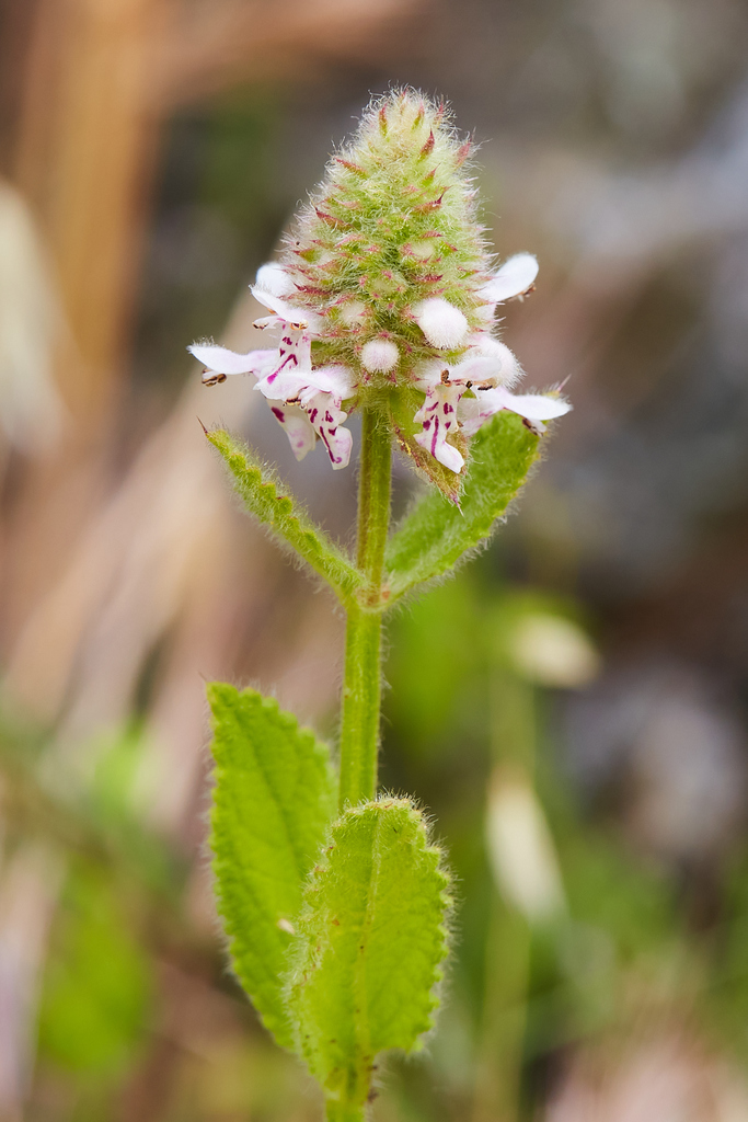 Stachys pycnantha (Short-spiked hedge nettle), native California herb