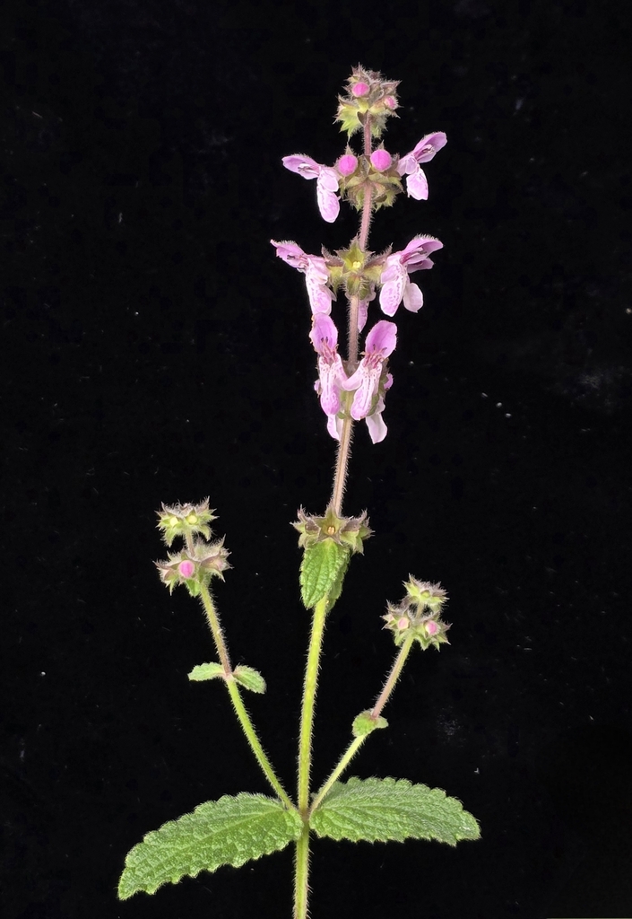 Stachys rigida var. quercetorum (Rough hedgenettle), native California herb