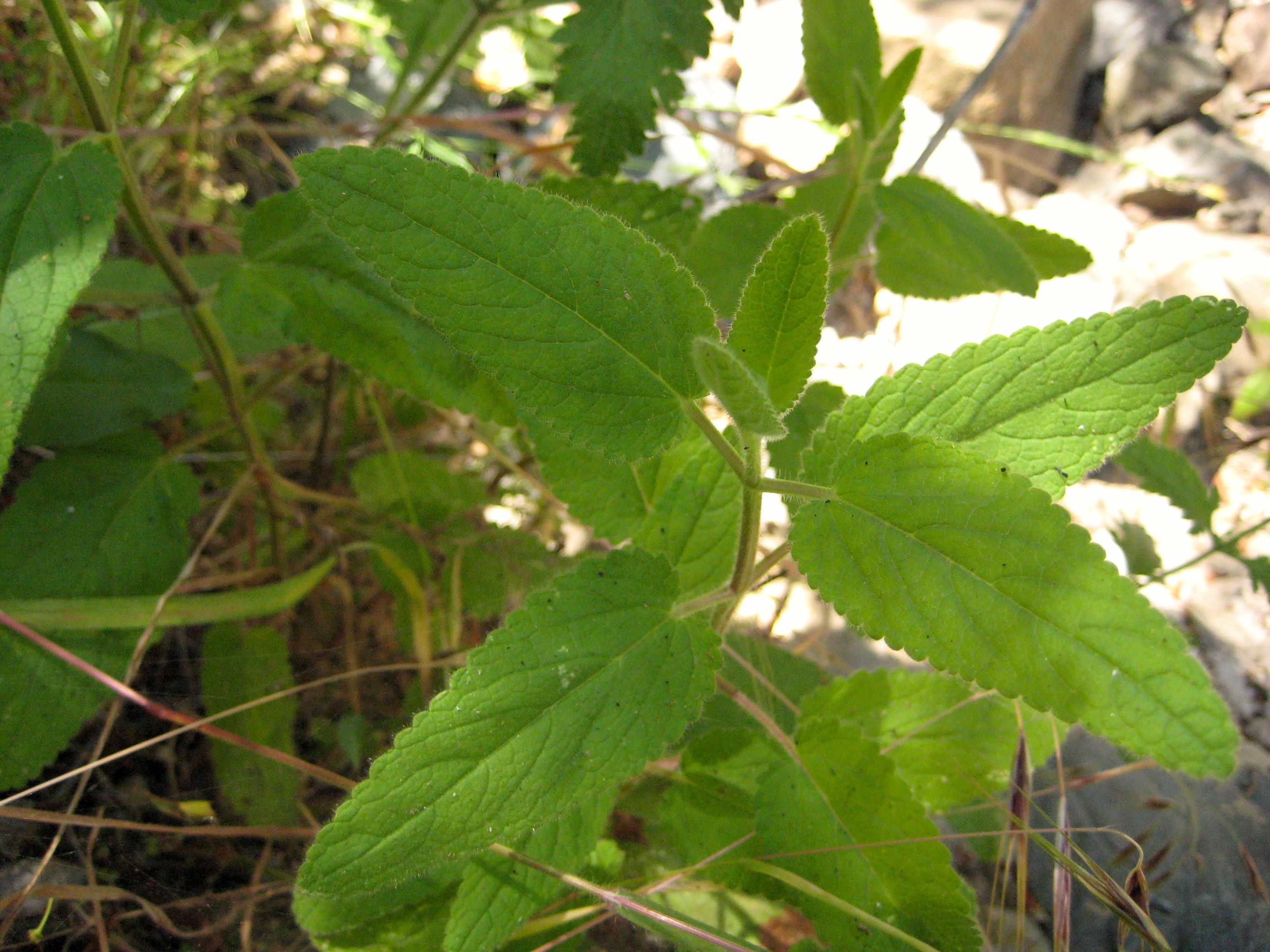 Stachys sp. (Hedge-nettle), non-native California perennial