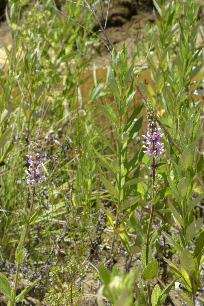 Stachys stebbinsii (Stebbins' hedgenettle), native California herb