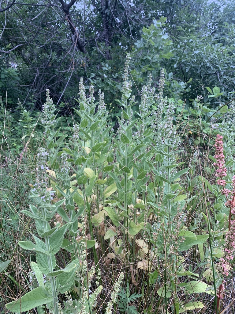 Stachys stricta (Sonoma hedge nettle), native California herb