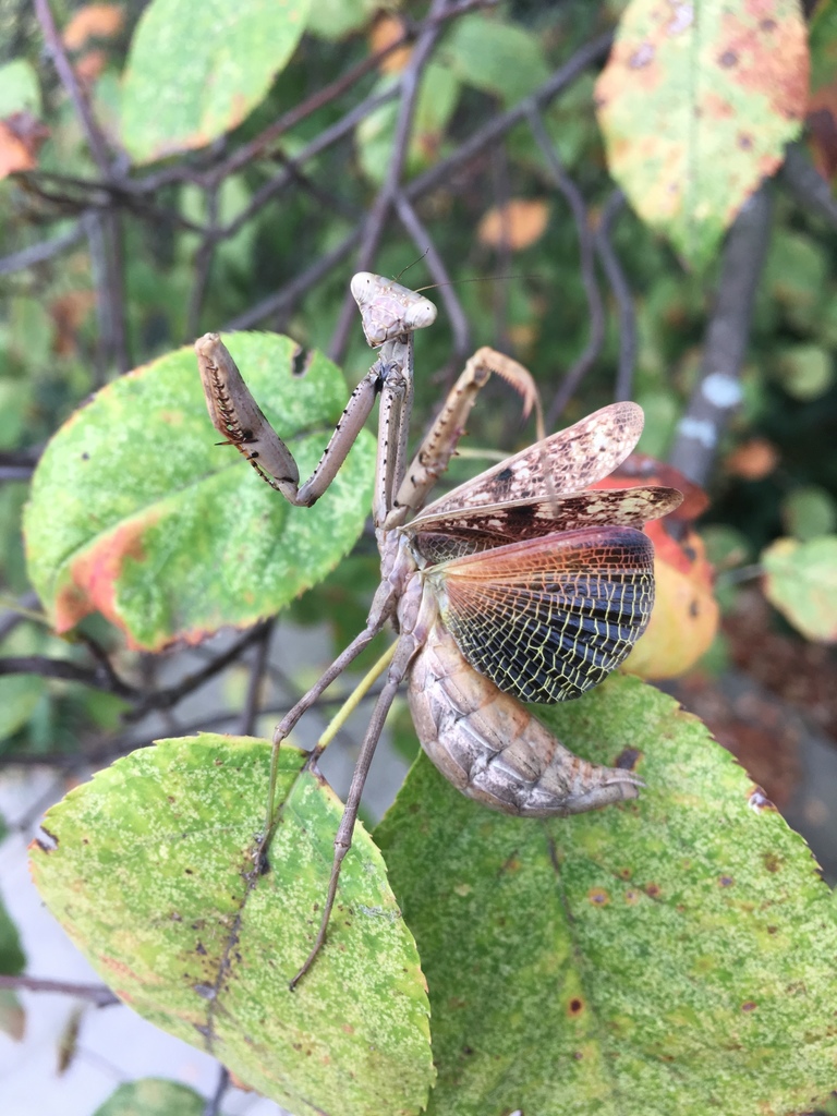 Stagmomantis californica (California Mantis), California species