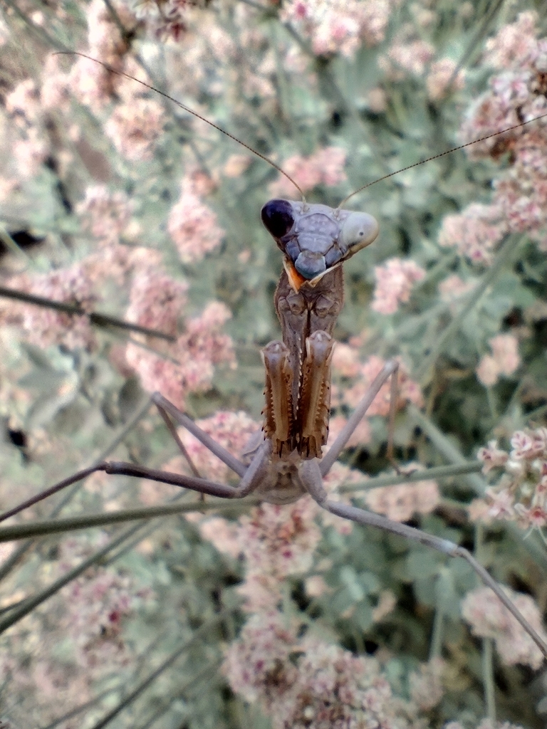 Stagmomantis limbata (Arizona Mantis), California species