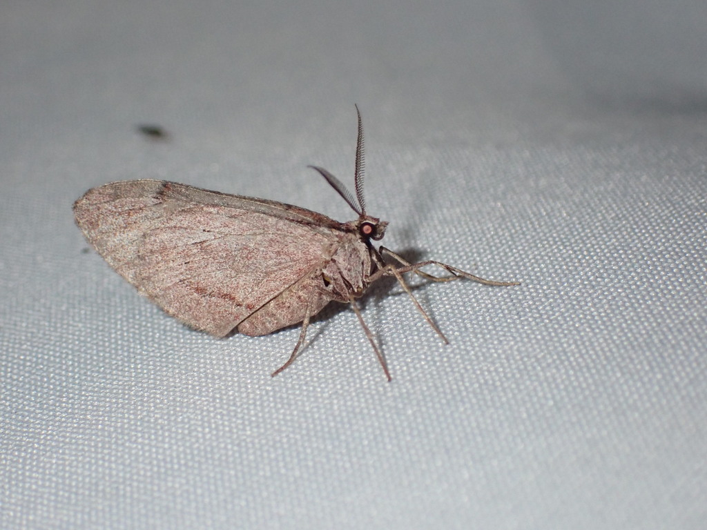 Stamnoctenis pearsalli, California species