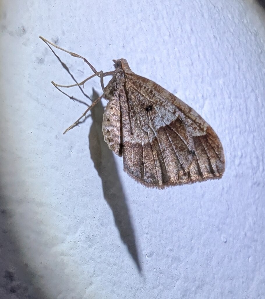 Stamnodes affiliata, California species