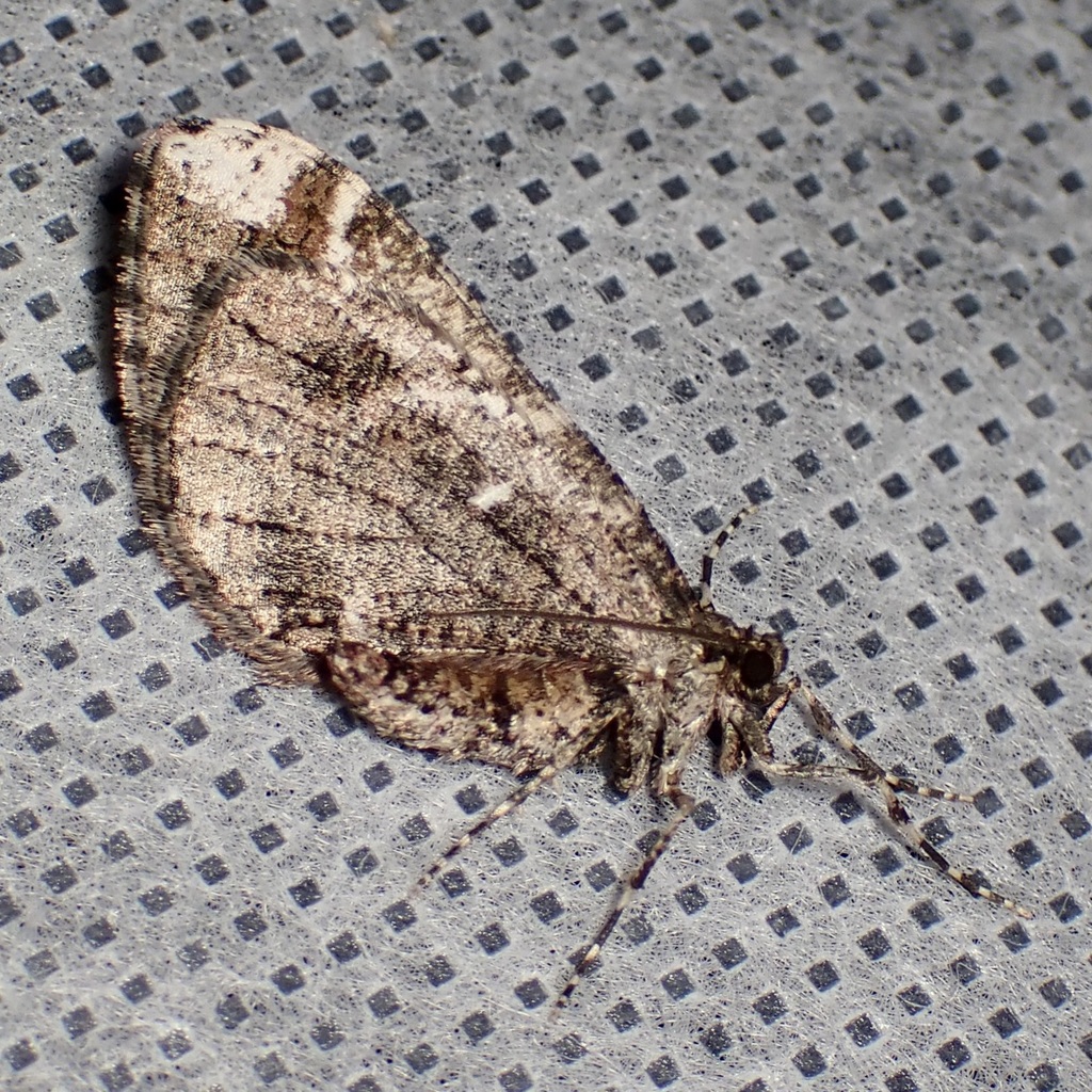 Stamnodes albiapicata, California species