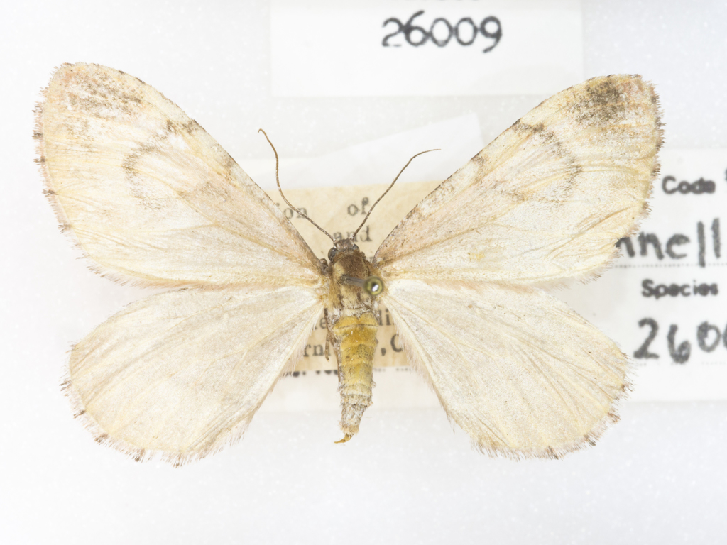 Stamnodes annellata (Annellate Stamnodes), California species