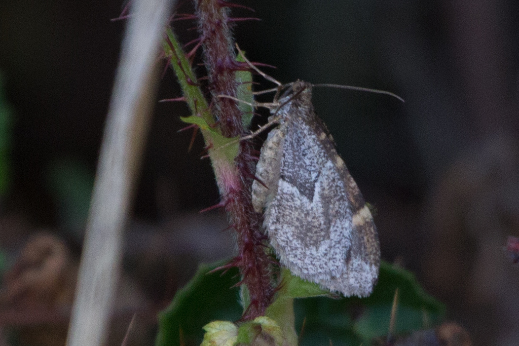 Stamnodes coenonymphata (Coenonympha Stamnodes), California species