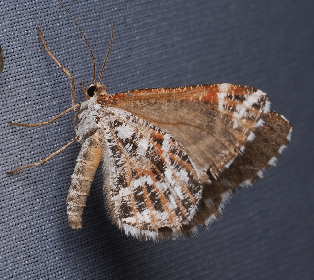 Stamnodes marmorata, California species