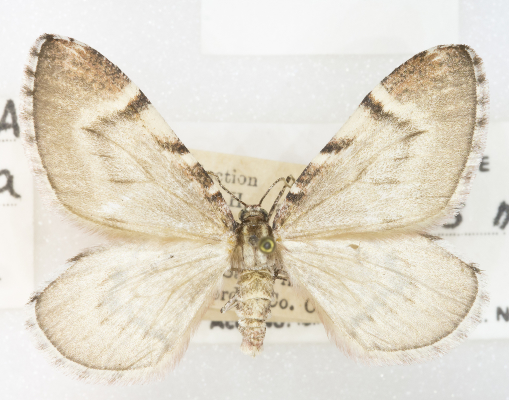 Stamnodes modocata, California species