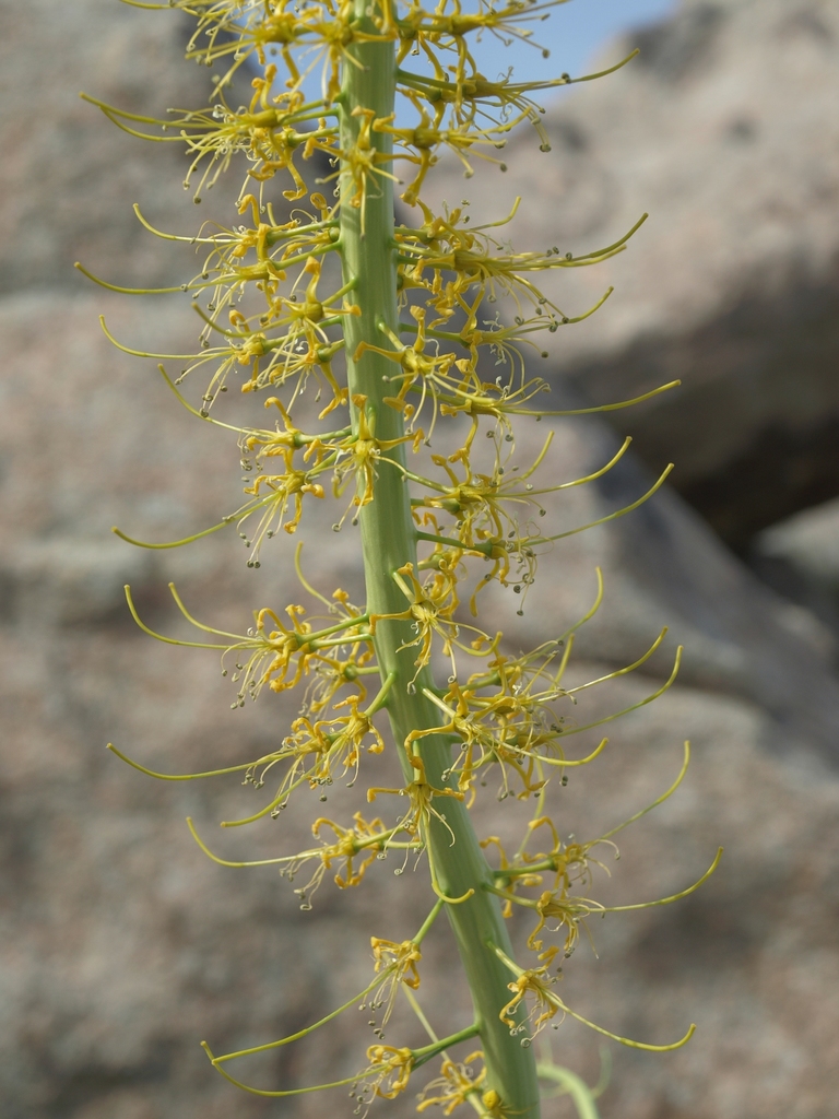 Stanleya elata (Panamint princesplume), native California subshrub