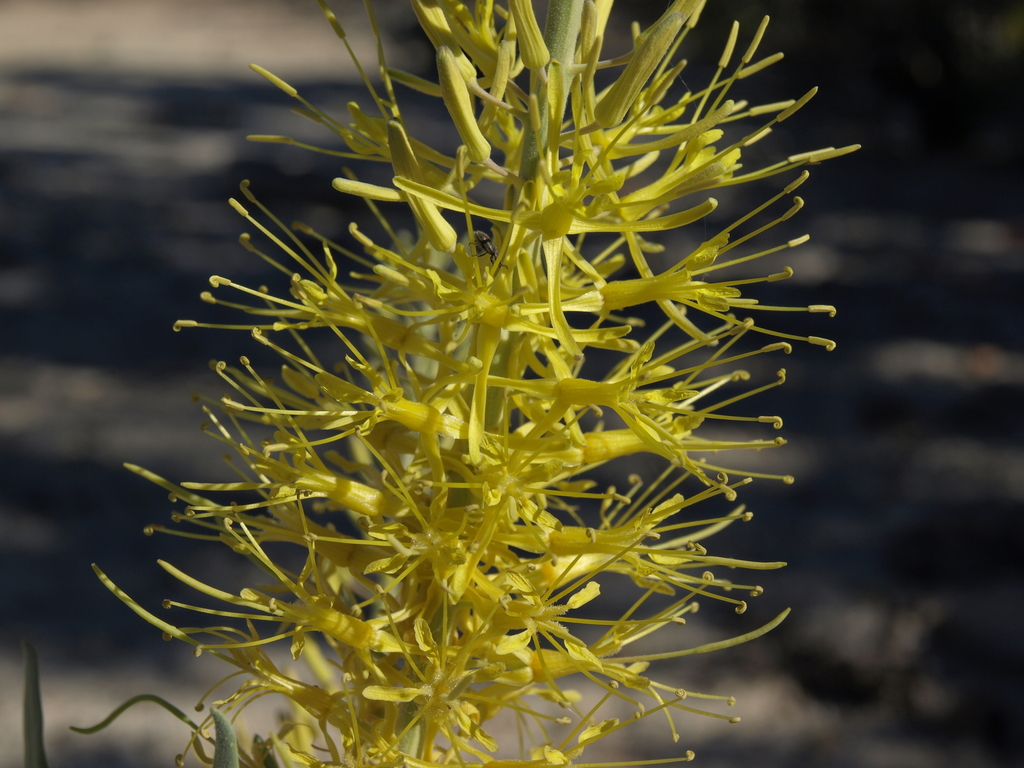 Stanleya pinnata var. pinnata (Desert princesplume), native California subshrub