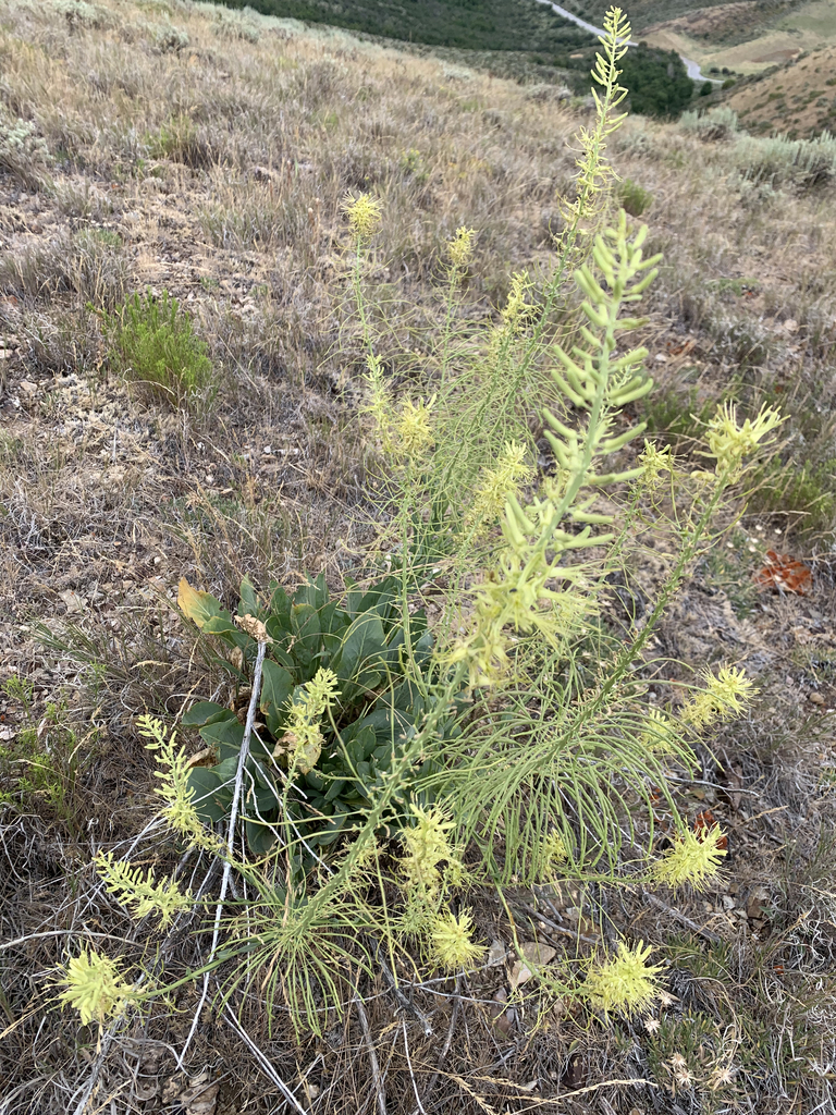Stanleya viridiflora (Green-flowered prince's plume), native California herb