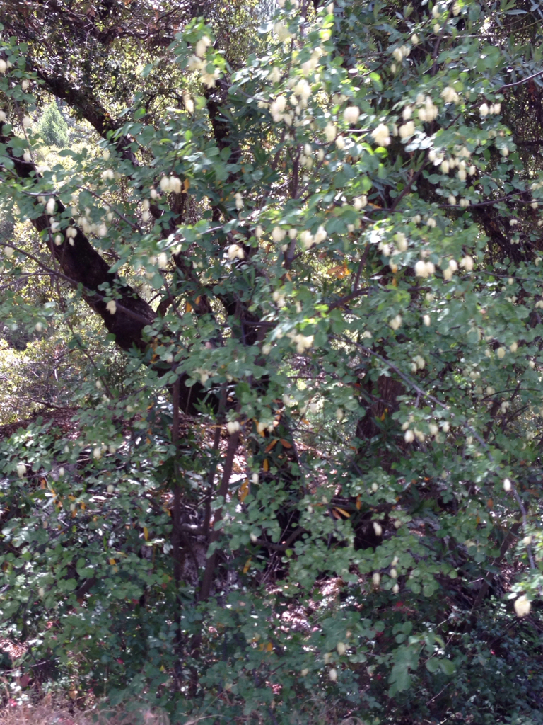 Staphylea bolanderi (Sierra bladdernut), native California shrub / tree