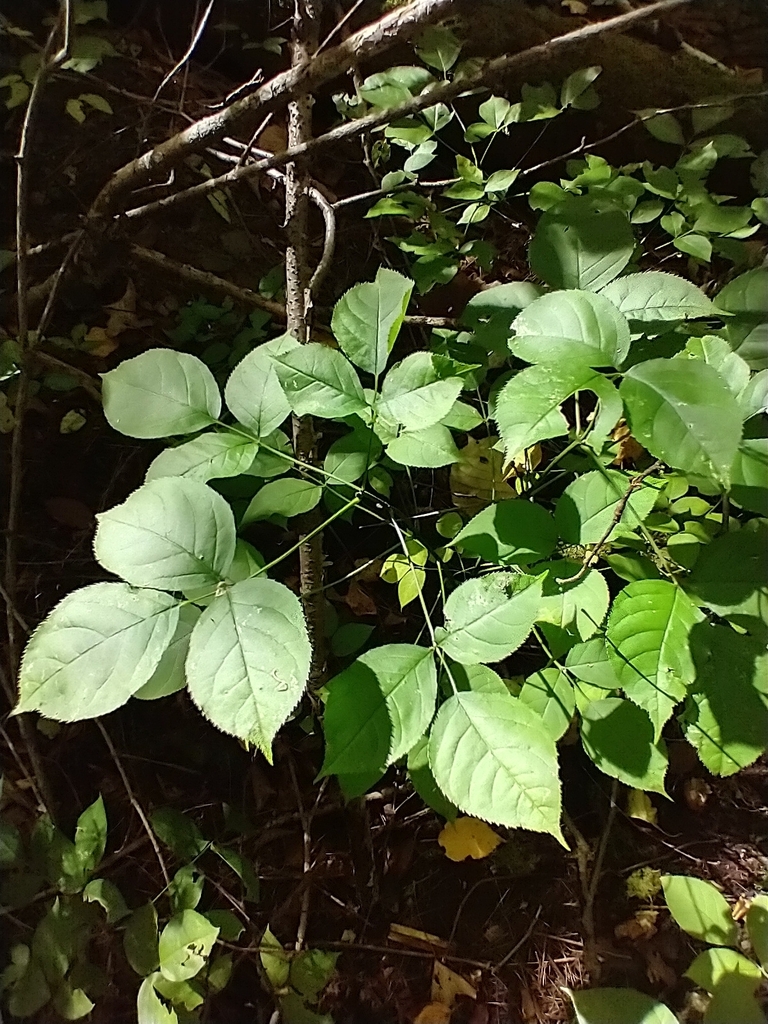 Staphylea sp. (Bladdernut), native California perennial