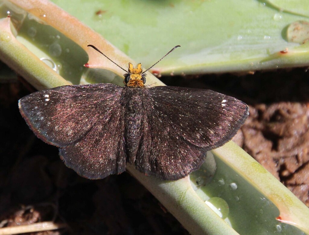 Staphylus ceos (Golden-headed Scallopwing), California species