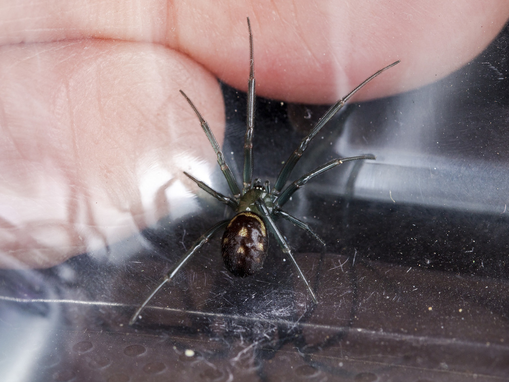 Steatoda grossa (False Black Widow), California species