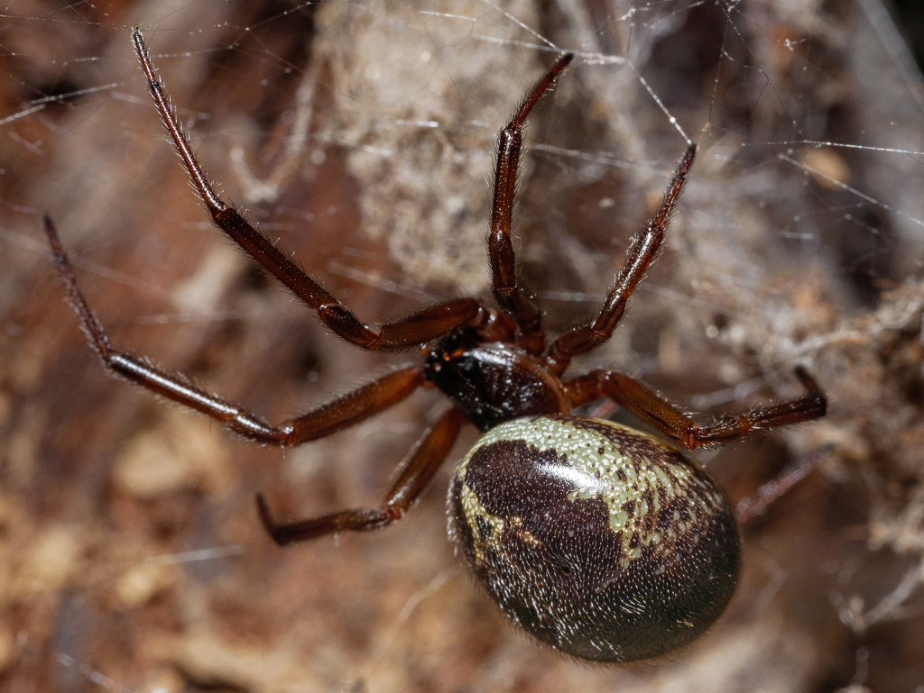 Steatoda nobilis (Noble False Widow), California species