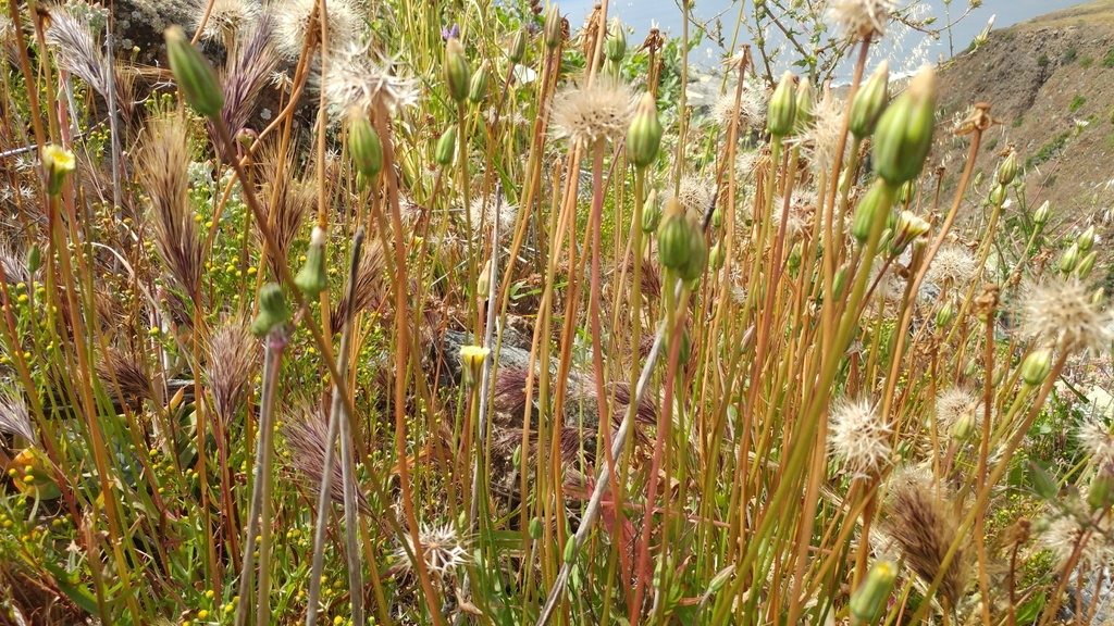 Stebbinsoseris heterocarpa (Grassland silverpuffs), native California herb