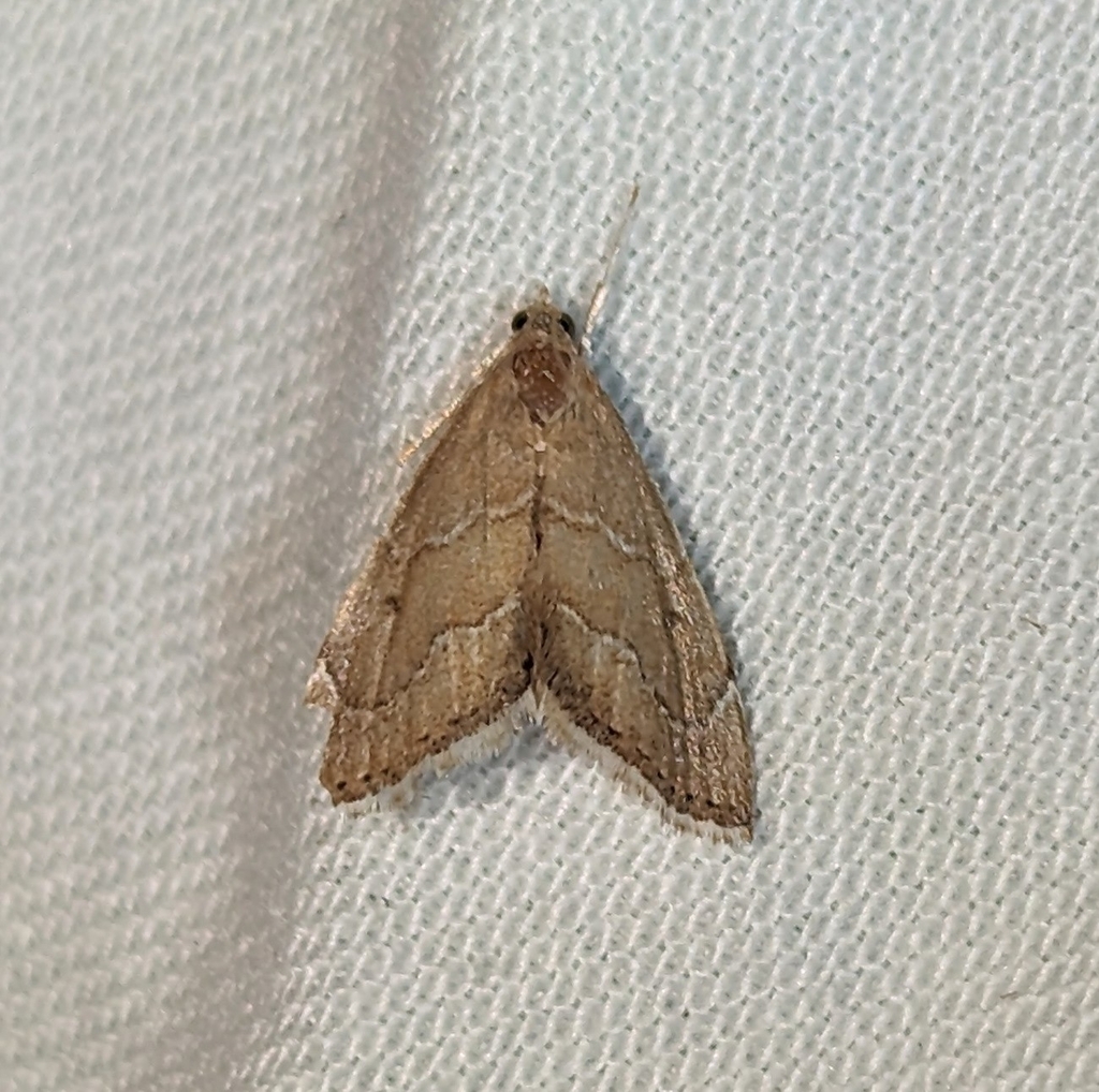 Stegea salutalis, California species