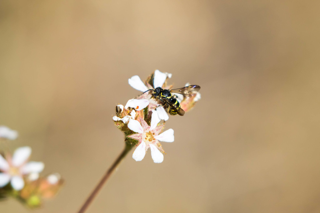 Stelis laticincta (Wide-striped Painted-Dark bee), California species