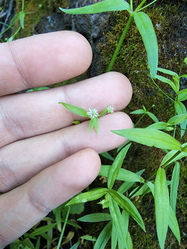 Stellaria borealis subsp. sitchana (Sitka starwort), native California herb