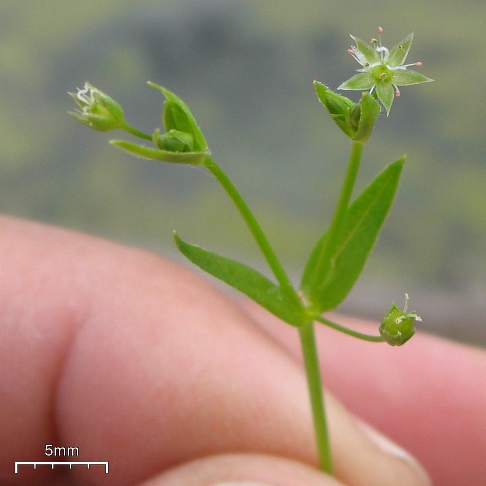 Stellaria calycantha (Northern starwort), native California herb